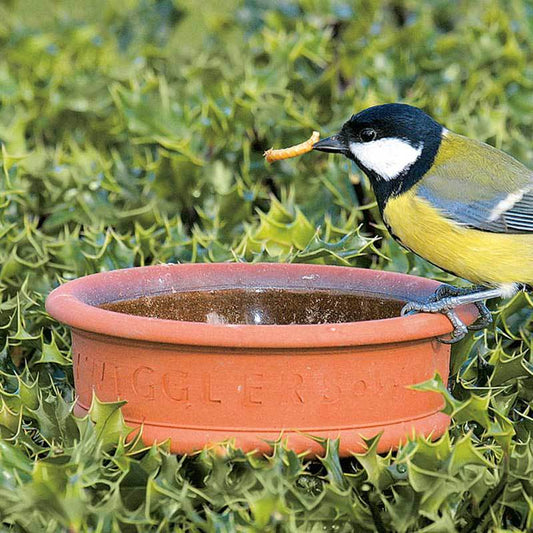 Birdfood Monthly Deal - 500g LIVE Mealworms