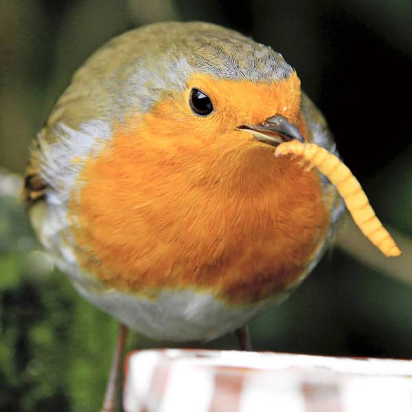 Birdfood Monthly Deal - 500g LIVE Mealworms