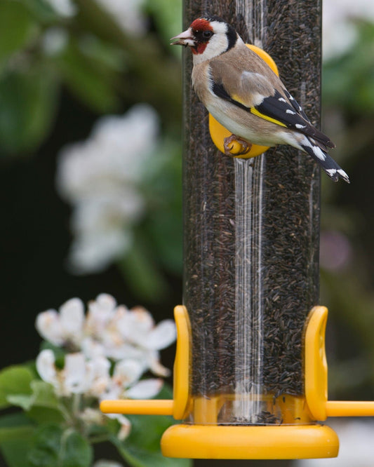 Birdcare The One Feeder - Niger Seed