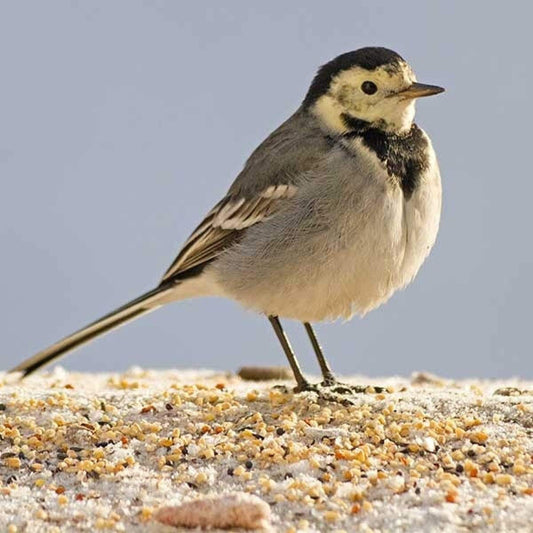 Birdfood LBF Subscribe & Save Wiggly Softbill Mix