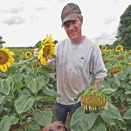 Birdfood LBF Black Sunflower Seed