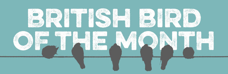 British Bird of the Month: Chaffinch