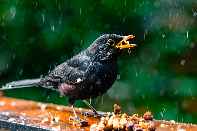 Bird feeding in Heavy Rain