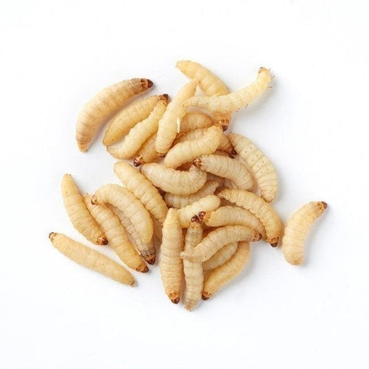 Why Live Waxworms Are Excellent for Spring Feeding