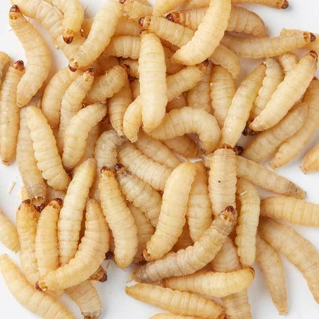 Why Live Waxworms Are a Great Treat for UK Garden Birds (and How to Keep Them Happy)