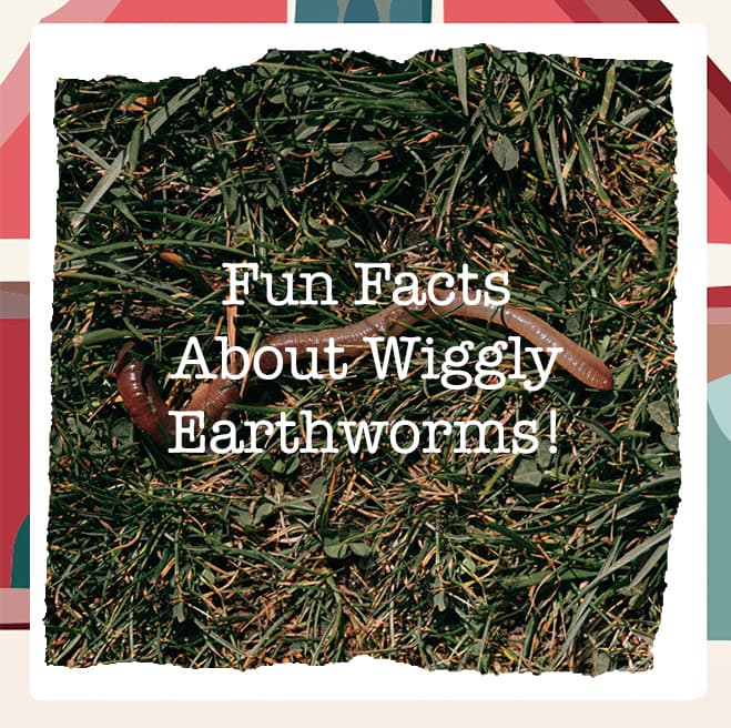 🐛 How & When to Add Earthworms to Your Garden Soil 🐛