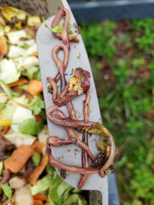 Protein Poisoning in Your Worm Composter? Here’s What’s Going On (and How to Fix It, Wiggly-Style)