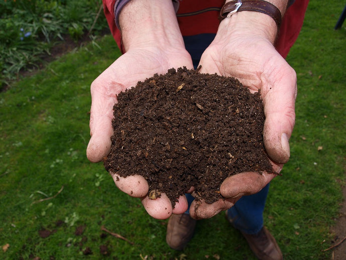 Wormery Help: Could my Worms Die?