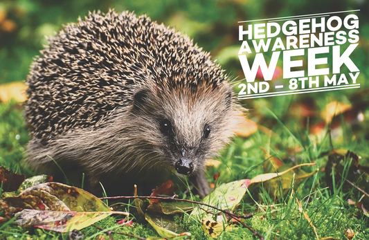 Hedgehog Awareness Week runs from 2nd – 8th May this year and it aims to raise the profile of Britain’s only spiny mammal.