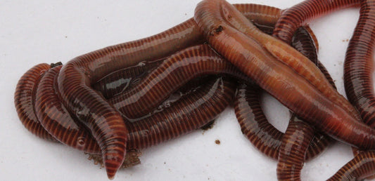What to do if my wormery has an odour?