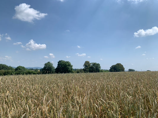 WW Video: What do we grow on Lower Blakemere Farm?