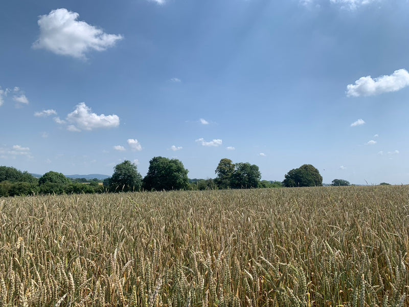 WW Video: What do we grow on Lower Blakemere Farm?