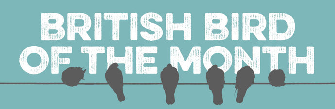 British Bird of the Month: Great Tit