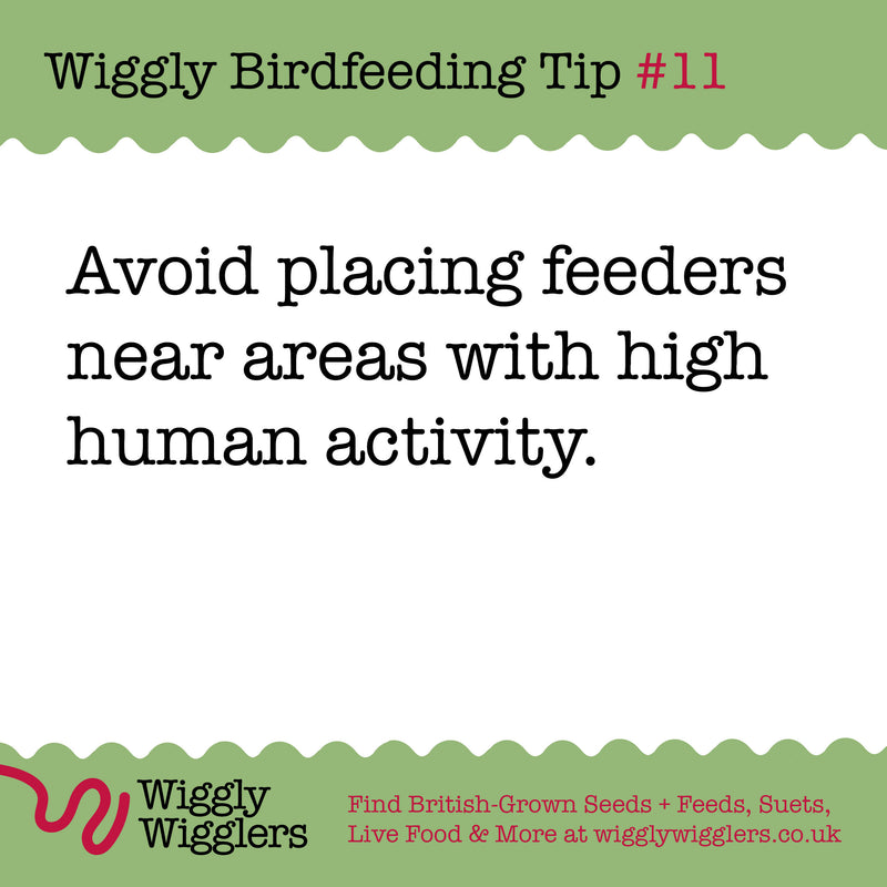 Placing birdfeeders away from areas with heavy human activity is essential for creating a safe and inviting environment for birds