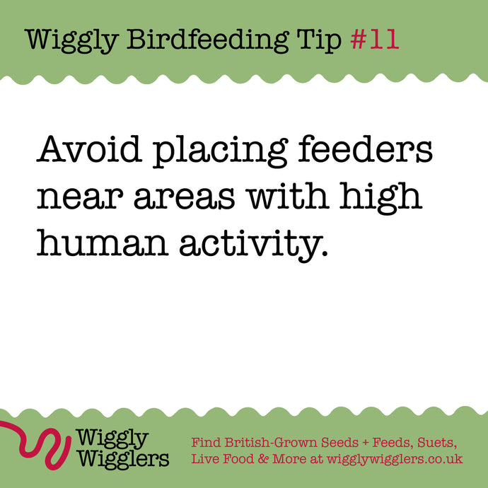 Placing birdfeeders away from areas with heavy human activity is essential for creating a safe and inviting environment for birds