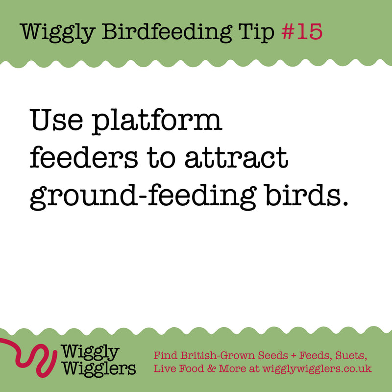 Creating the Perfect Feeding Ground for Ground-Feeding Birds