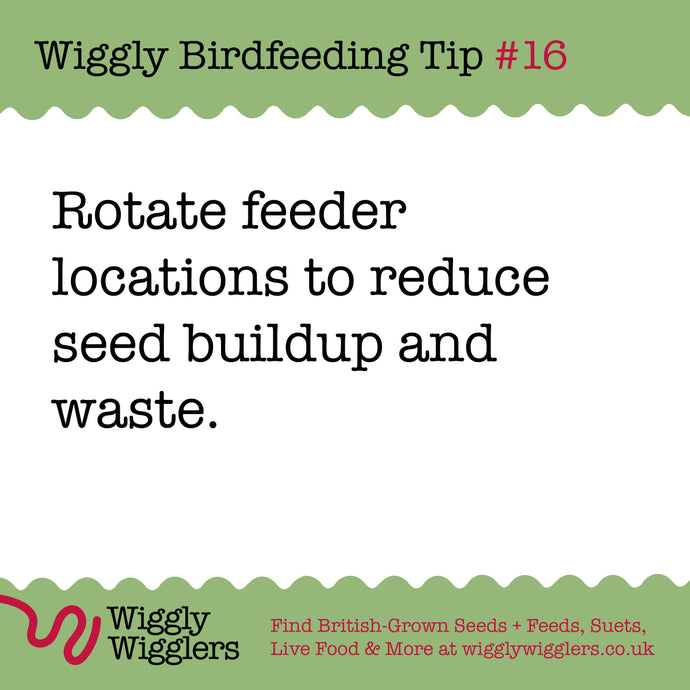 Moving bird feeders regularly is important to prevent the buildup of waste and potential diseases that can harm birds.