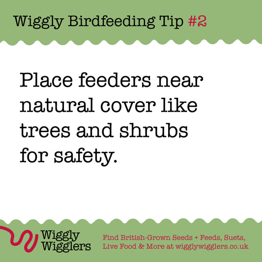 The best place to put your bird feeders