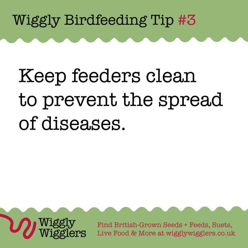 Feeder Hygiene is really important when feeding Birds