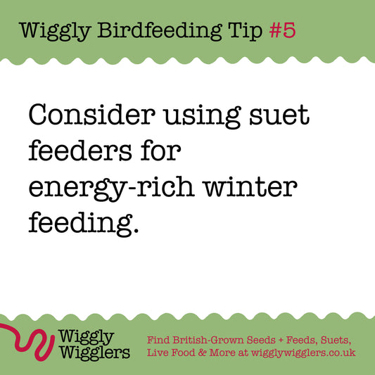 Suet is an absolute MUST for Winter Feeding!
