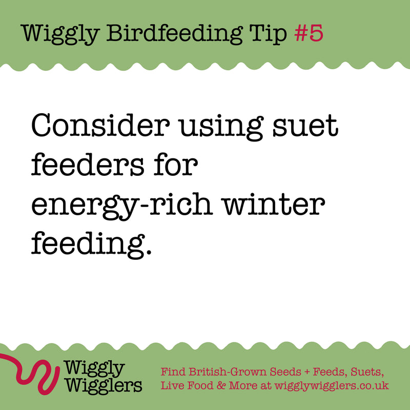 Suet is an absolute MUST for Winter Feeding!