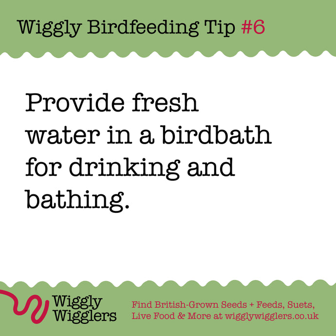 Water is an essential element for the thriving ecosystem of garden birds!