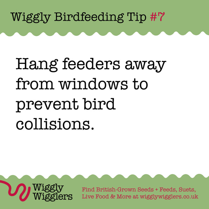 Don't make this mistake with your bird feeders!