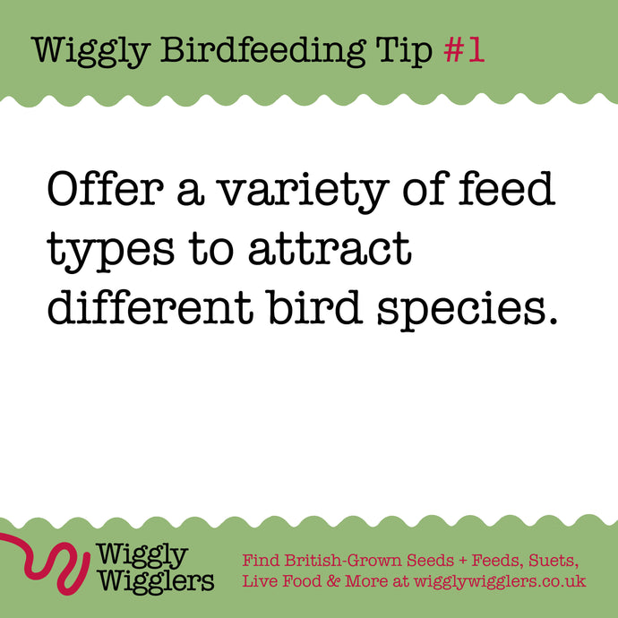 Wiggly Birdfeeding Tip #1