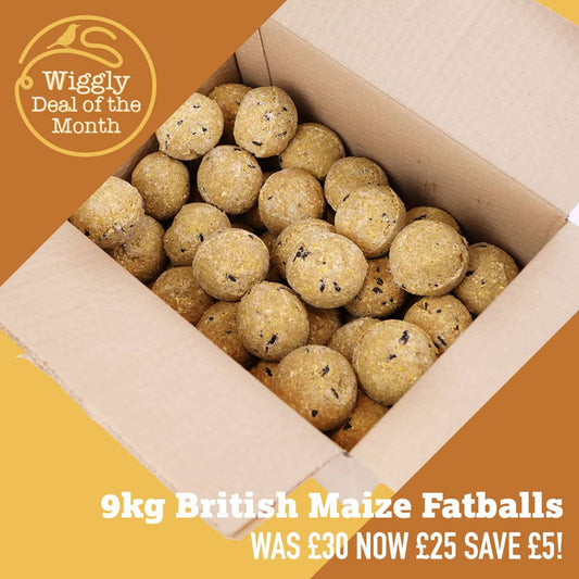 Our Deal of the Month DECEMBER 2025 - 9kg (approx 100) British Maize Fatballs for £25 - Saving £5!