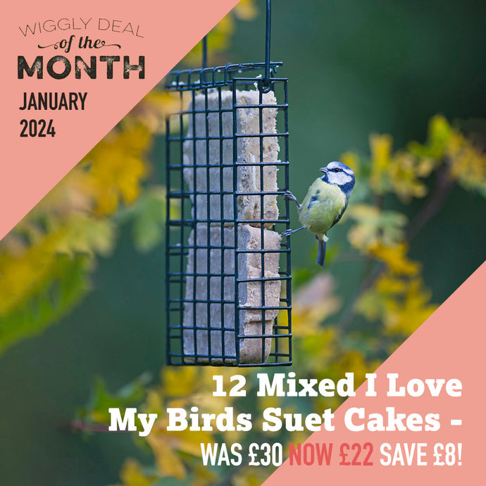 Our Deal of the Month January 2024 - 12 SUET CAKES FOR £22 (USUALLY £30)