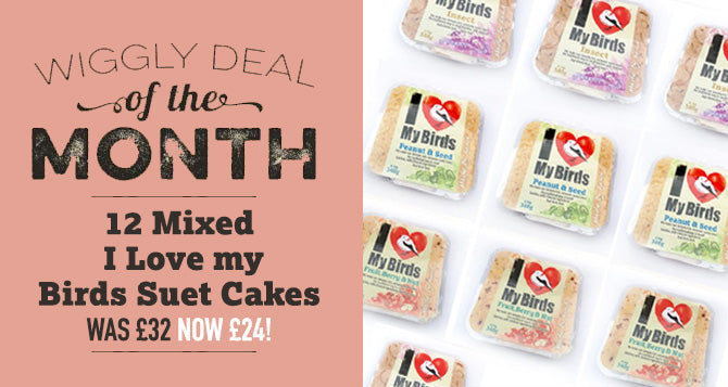 Our Deal of the Month December 2022 - 12 SUET CAKES FOR £24 (USUALLY £32)