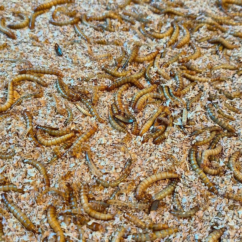 Mealworm Breeding FAQs: Everything You Need to Know