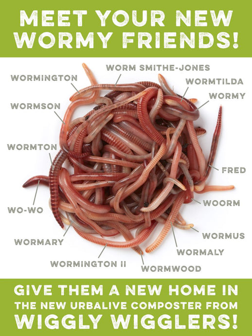 Meet your New Wormy Friends!