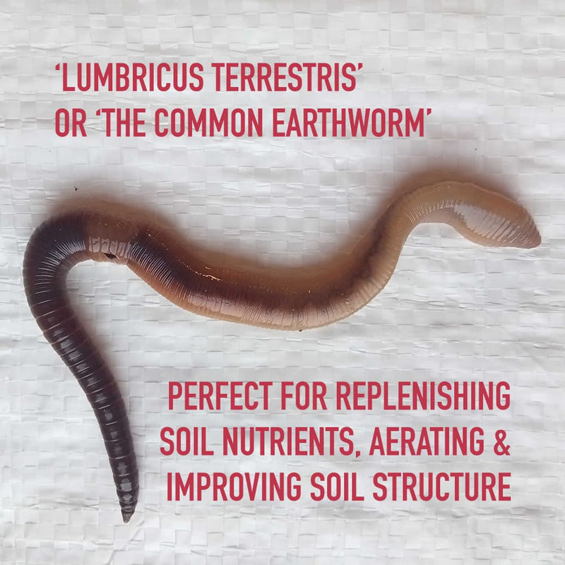 Meet our Garden Worms