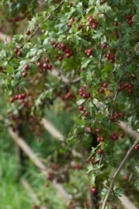 March in your Wildlife Friendly Garden