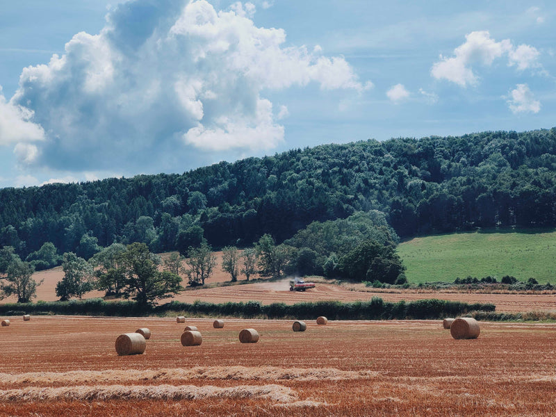 Beyond the Wiggle July 2021