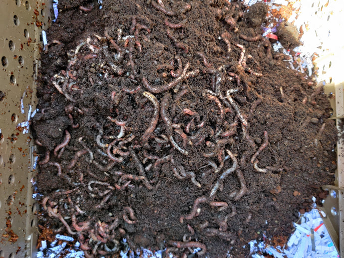 What to do with worms that have gone down into the sump?