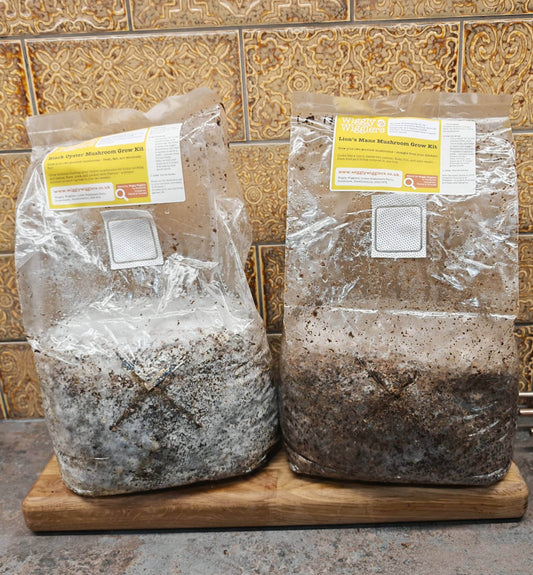 Which Mushroom should I choose?