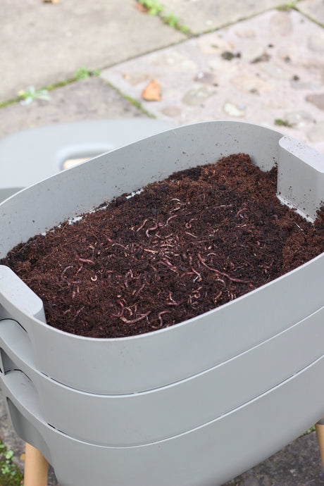 Using your Worm Compost: as a Compost