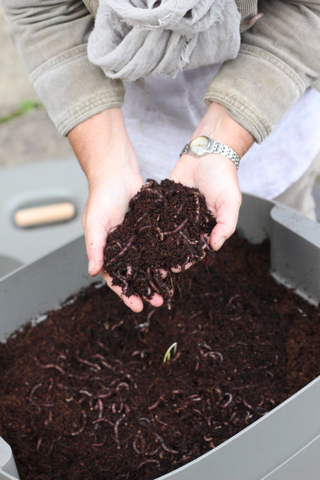 Your Worms FAVOURITE FOODS!