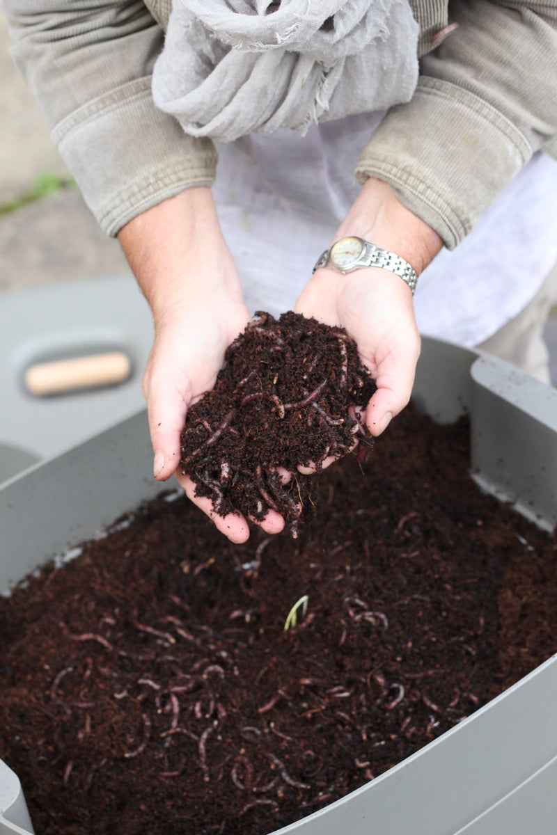 Composting for Beginners