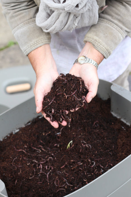 Feeding your worms in your Worm Composting Kit