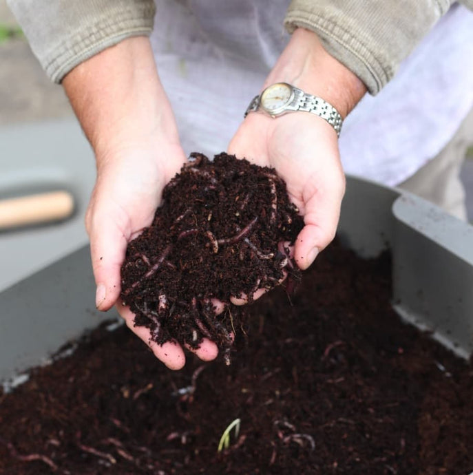 Our Worms are a WINNER!