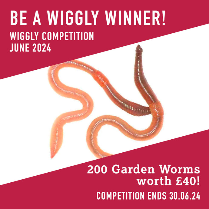WIN WITH WIGGLY JUNE 2024 – 200 Garden Worms worth £40!