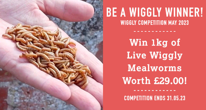 WIN WITH WIGGLY MAY 2023 – 1kg of Live Mealworms worth £29!
