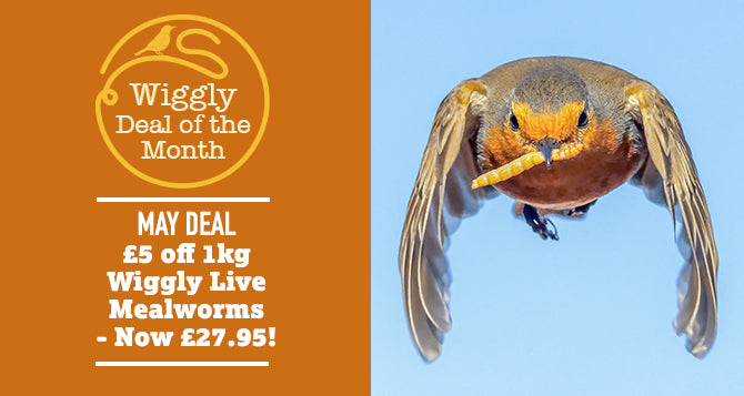 Our Deal of the Month MAY 2026 - £5 off 1kg Wiggly Live Mealworms- Now £27.95!