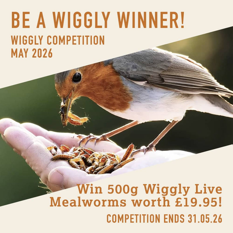 WIN WITH WIGGLY - MAY 2026 - 500g Wiggly Live Mealworms worth £19.95