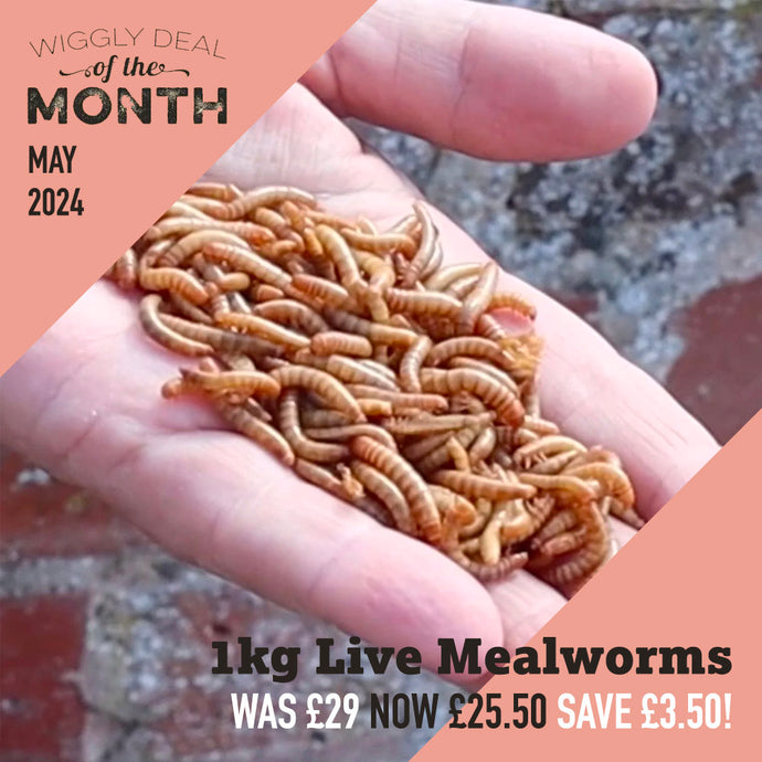 Wiggly Deal of the Month May 2024 - 1kg Live Mealworms for £25.50 SAVE £3.50!