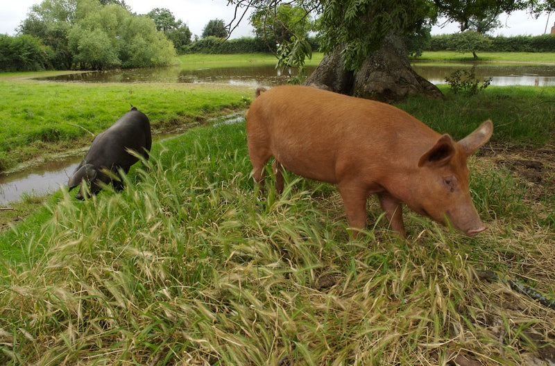 Porkers Return to Lower Blakemere....