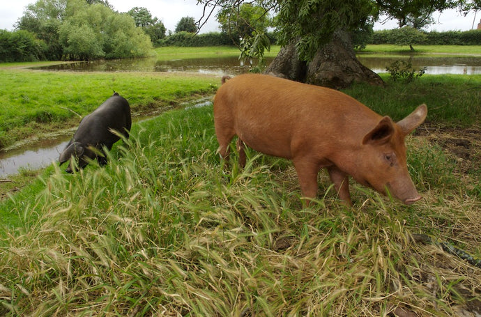Porkers Return to Lower Blakemere....